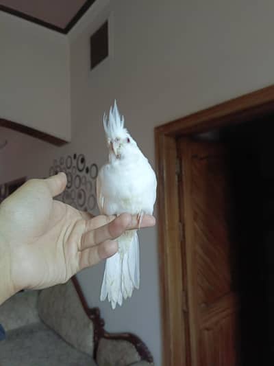 cockateil handtame parrots birds