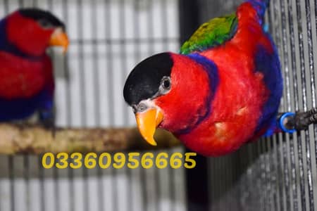Black Cap Lory pair
