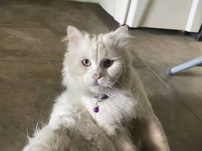Persian cat for sale