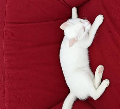 Beautiful white Semi-Persian