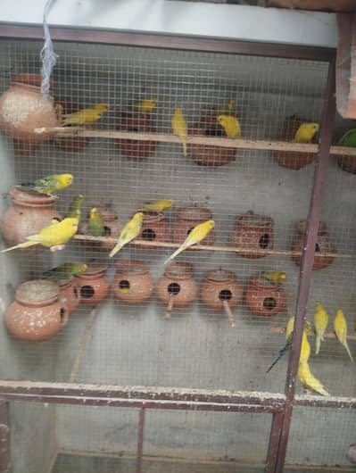 60 pair Han for sale sab apna apna rate do