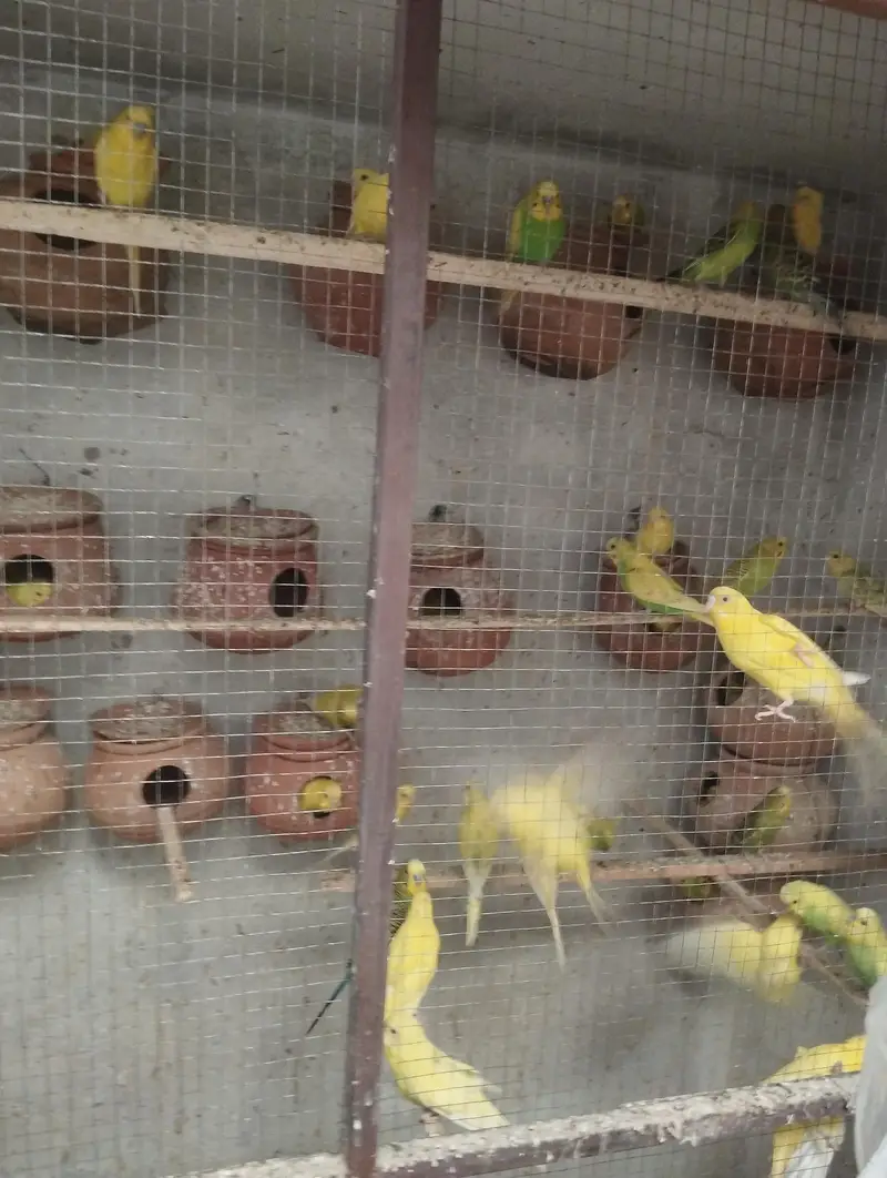60 pair Han for sale sab apna apna rate do — photo 2