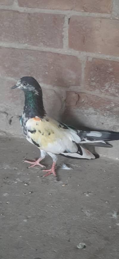 Kabuter for sale/Pigeons for sale
