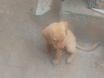 Multan dogs for sale