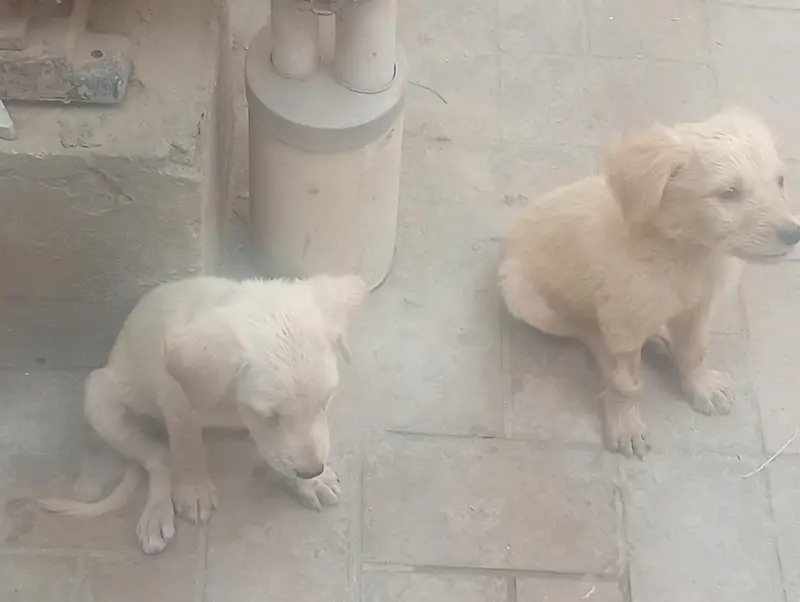 Multan dogs for sale — photo 2