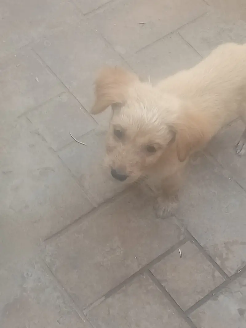 Multan dogs for sale — photo 3