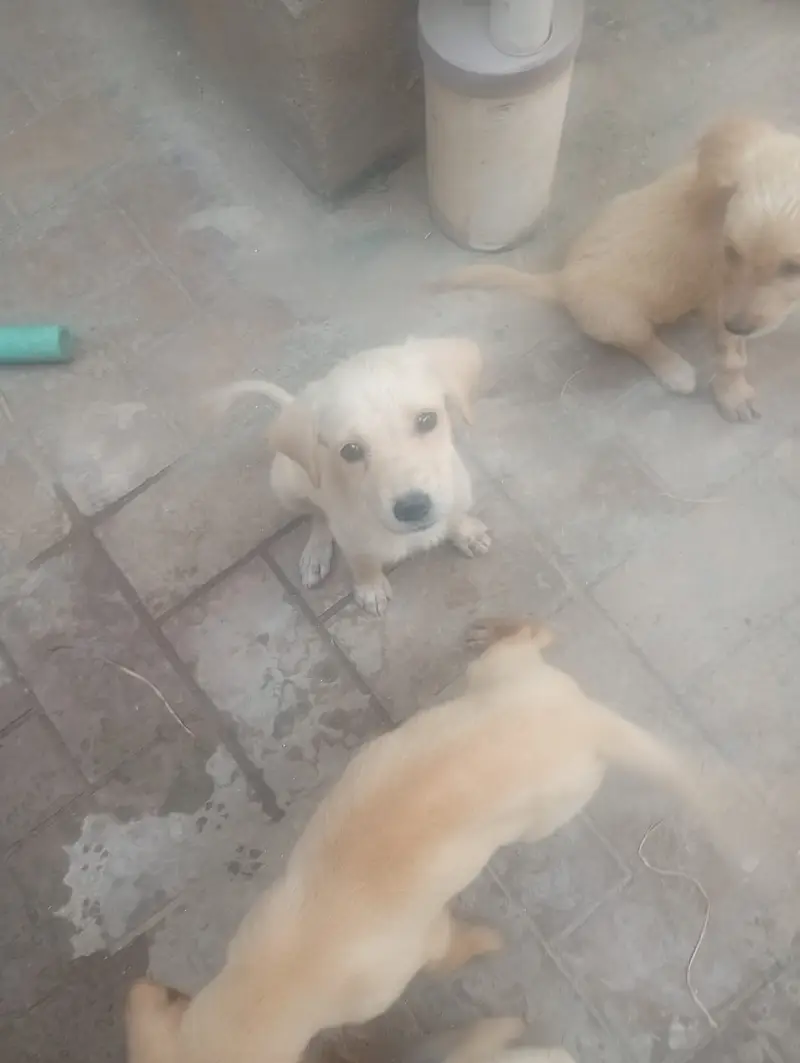 Multan dogs for sale — photo 4