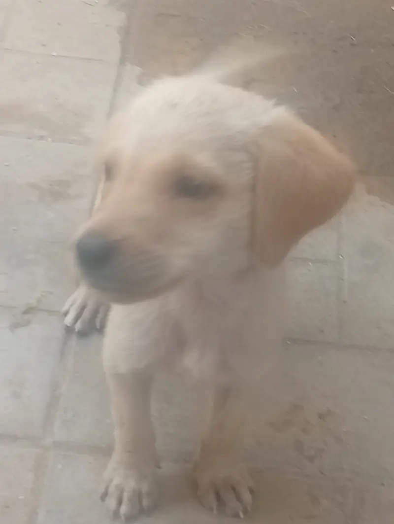 Multan dogs for sale — photo 5