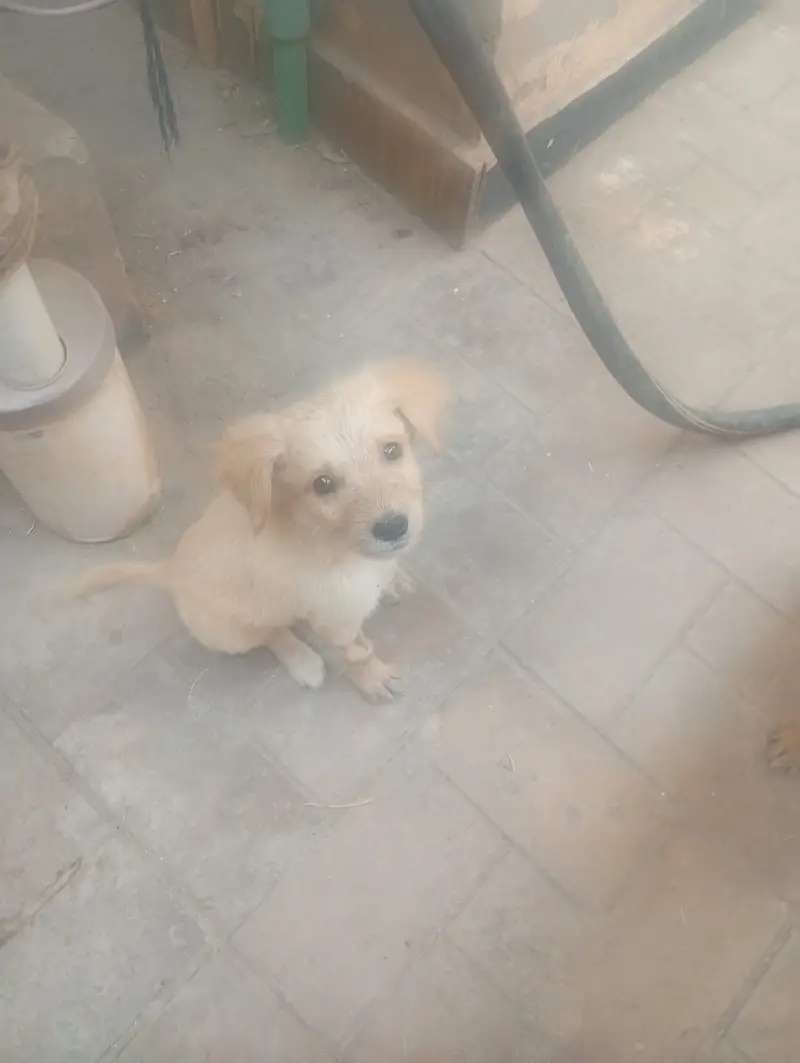 Multan dogs for sale — photo 6