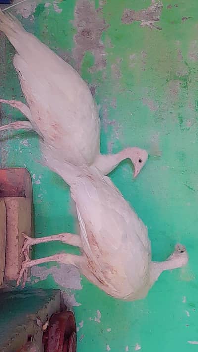2 White Peacocks (Mor) for Sale – Pair Rs. 29,000