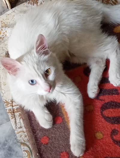 Dual eye colour, male, age 1 year