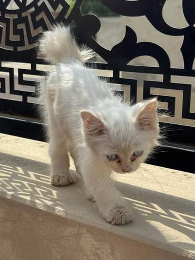 Persian Cat Blue Eyes
