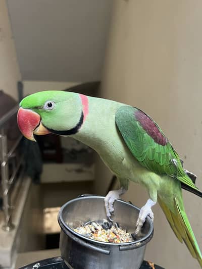 Talking Raw parrot