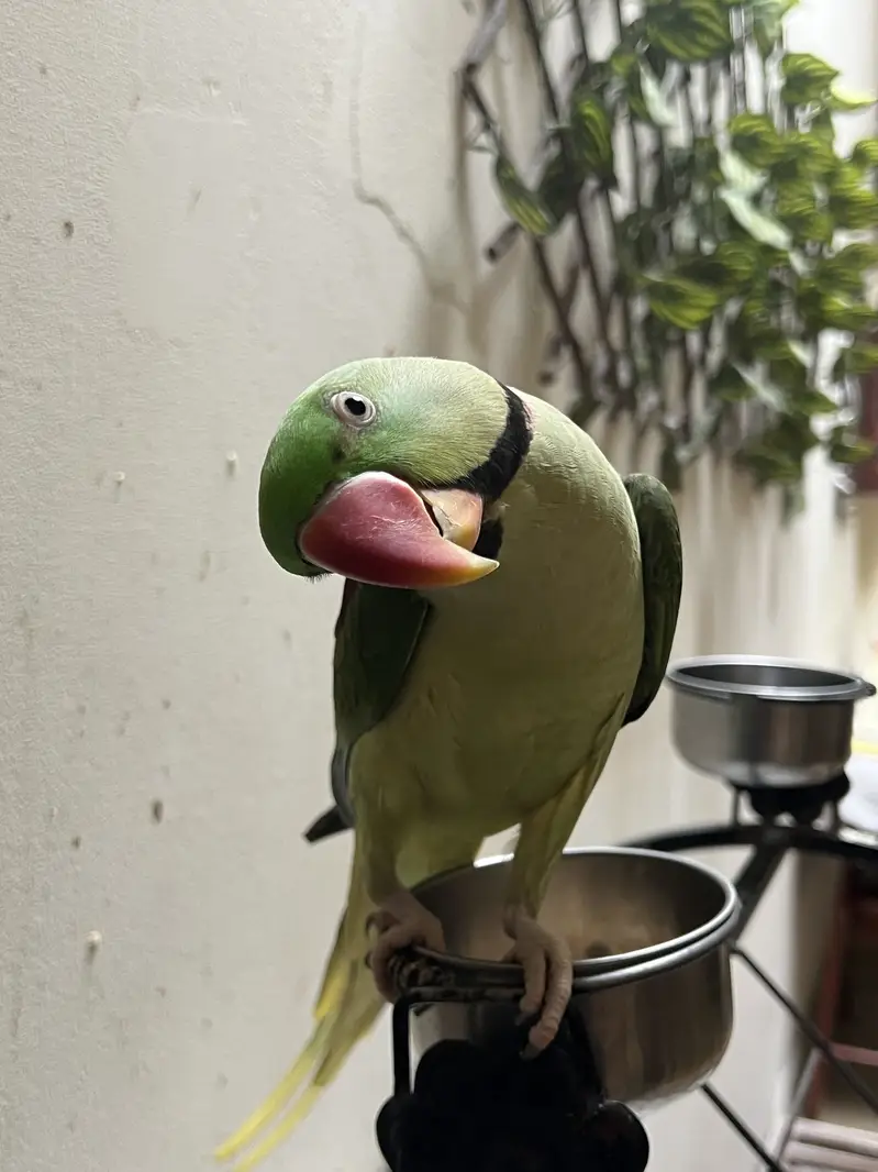 Talking Raw parrot — photo 2
