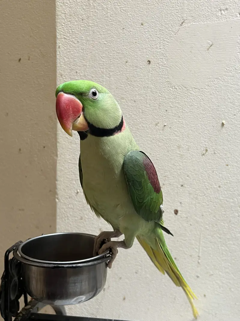 Talking Raw parrot — photo 3