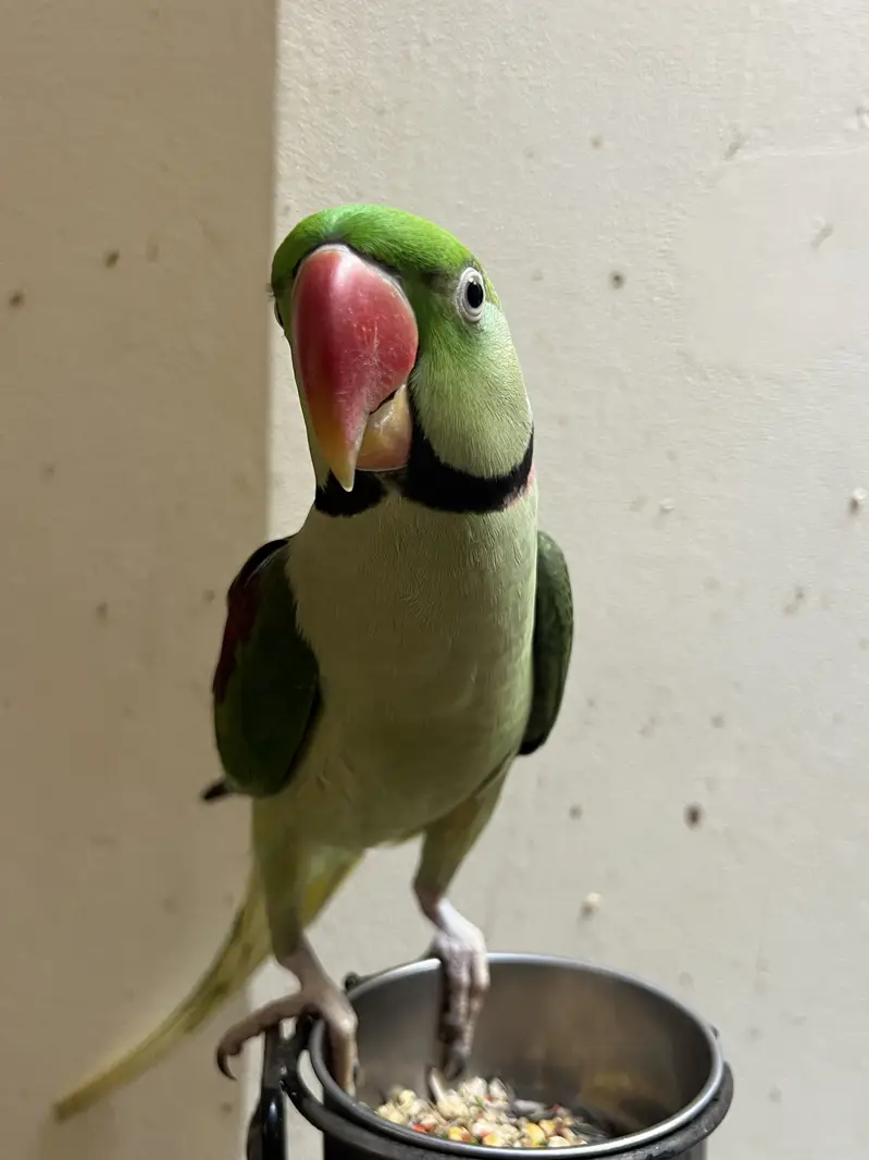 Talking Raw parrot — photo 4