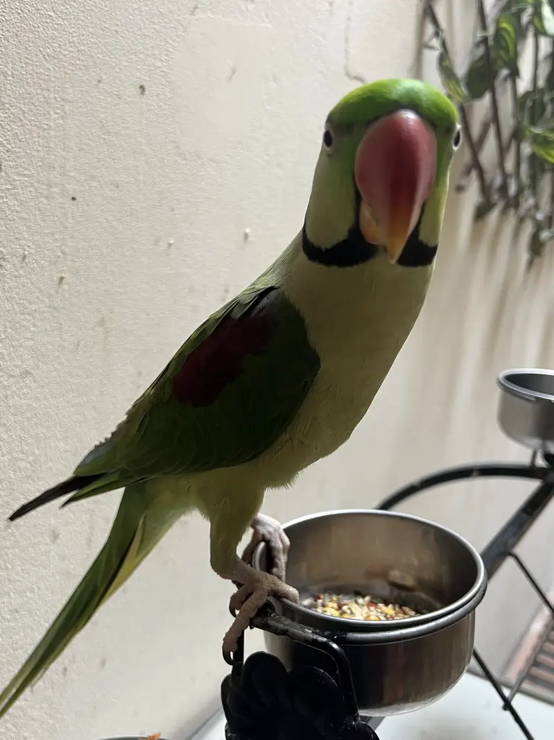 Talking Raw parrot — photo 5