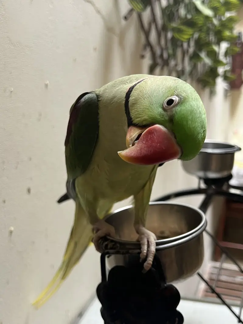 Talking Raw parrot — photo 6
