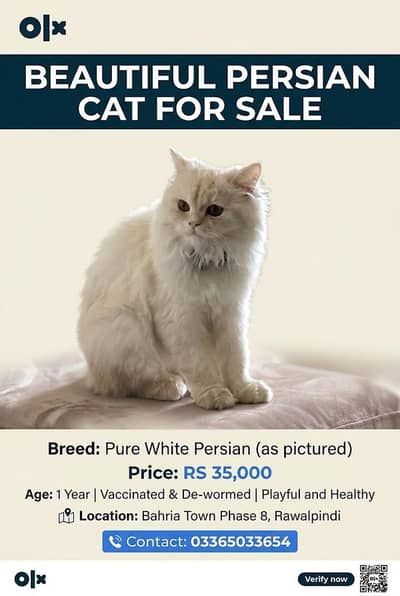 Fluffy White Persian Cat for Sale – Healthy & Active