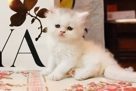 Quality Kittens