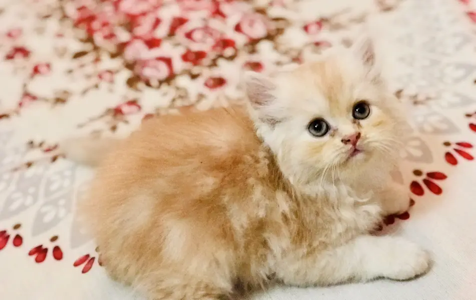 Quality Kittens — photo 2