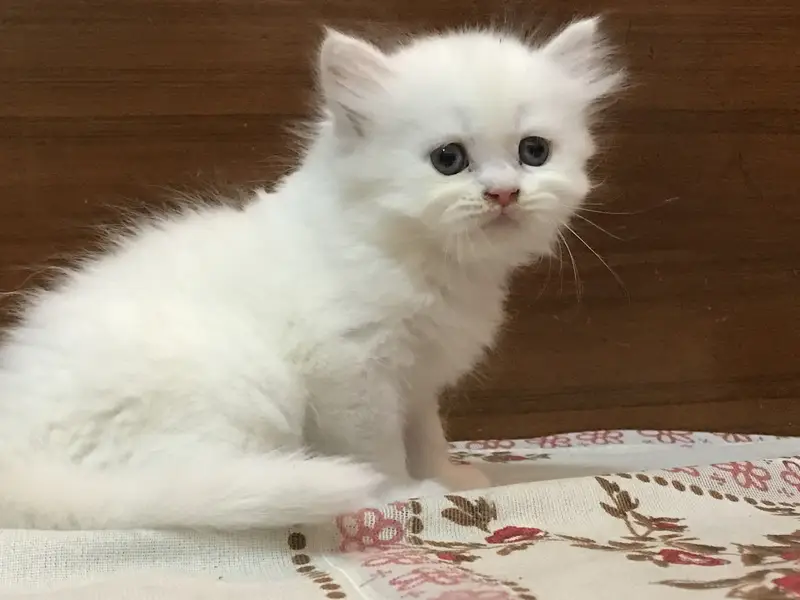 Quality Kittens — photo 3