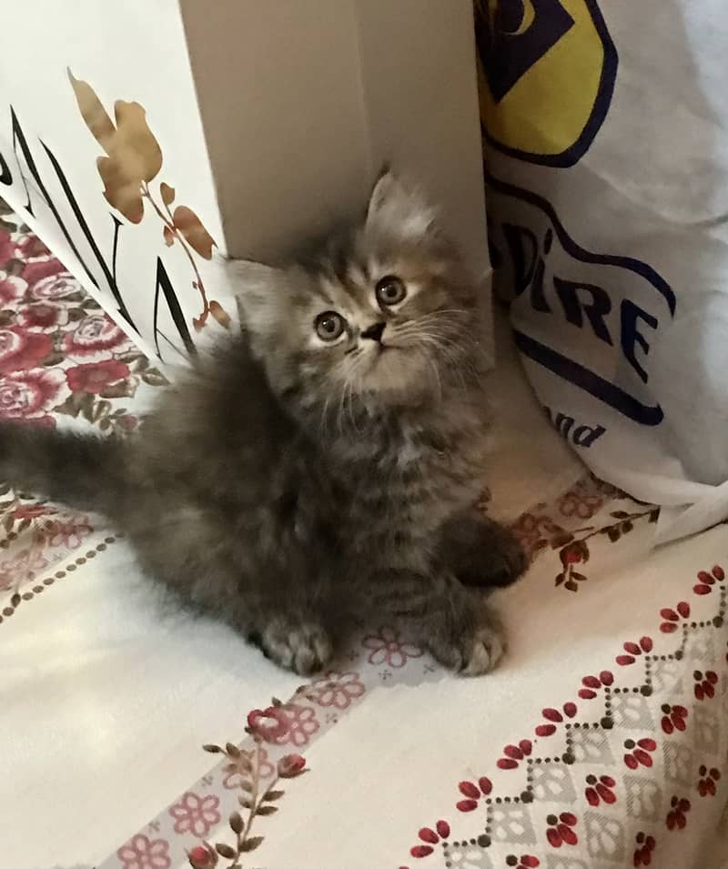 Quality Kittens 3