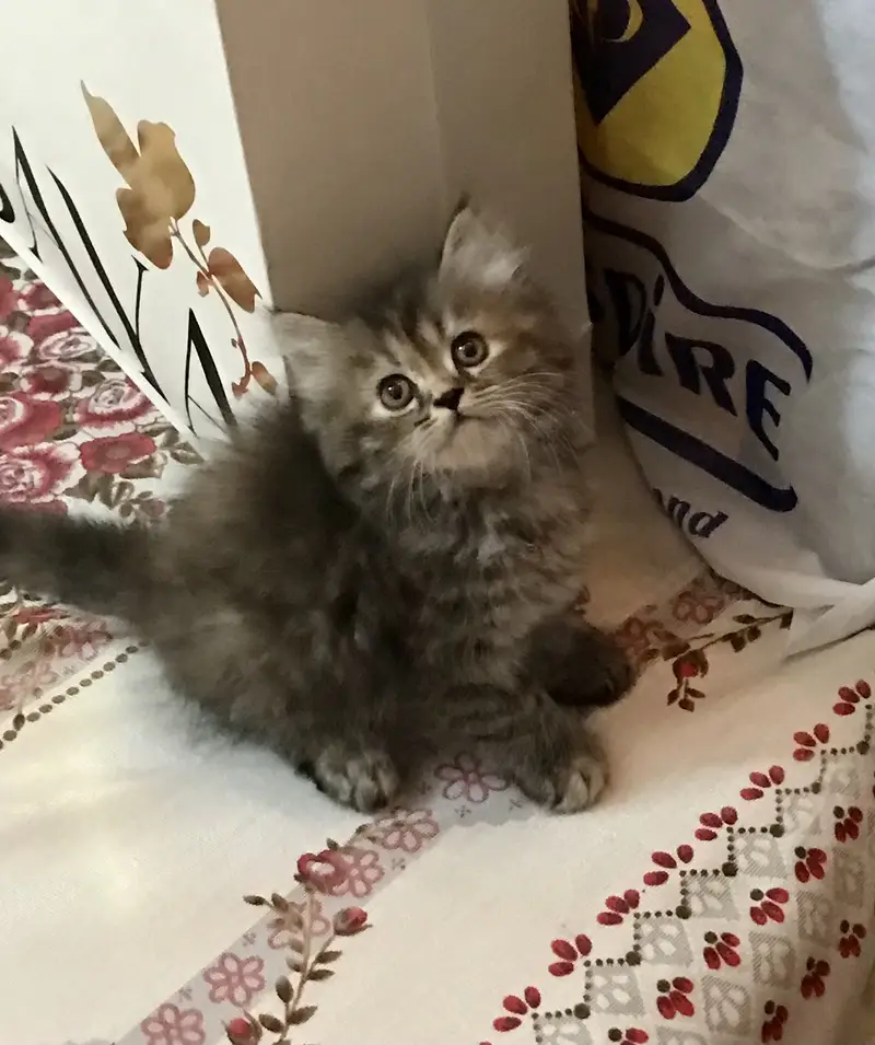 Quality Kittens — photo 4
