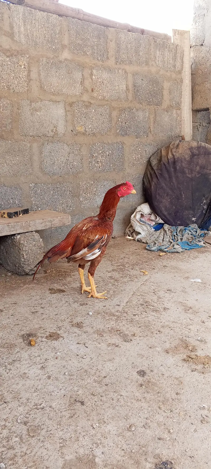 pure miyanwali — photo 8