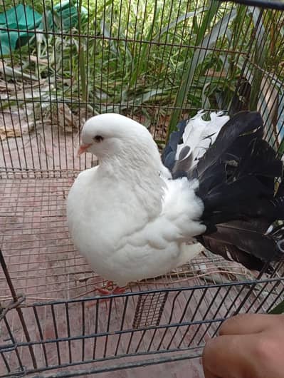 king pigeon