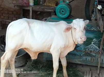 cholistani cow with nukra calf for sale