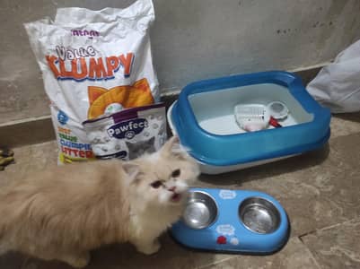 Persian cat