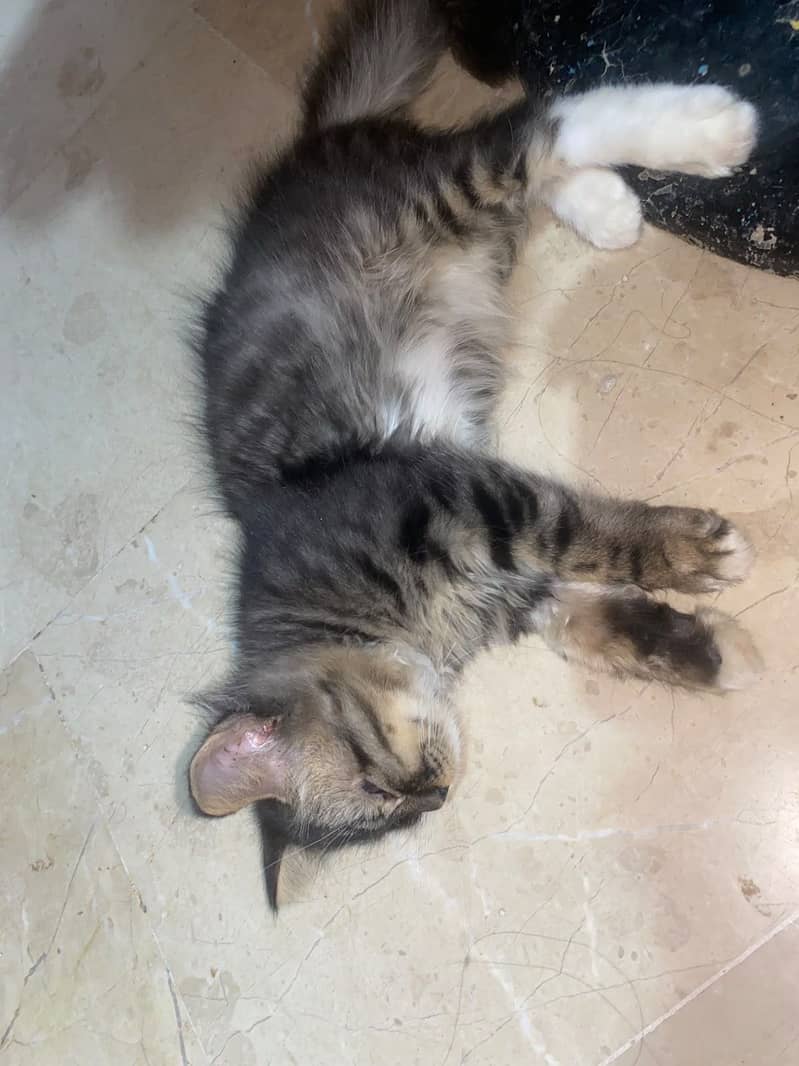 Persian 0