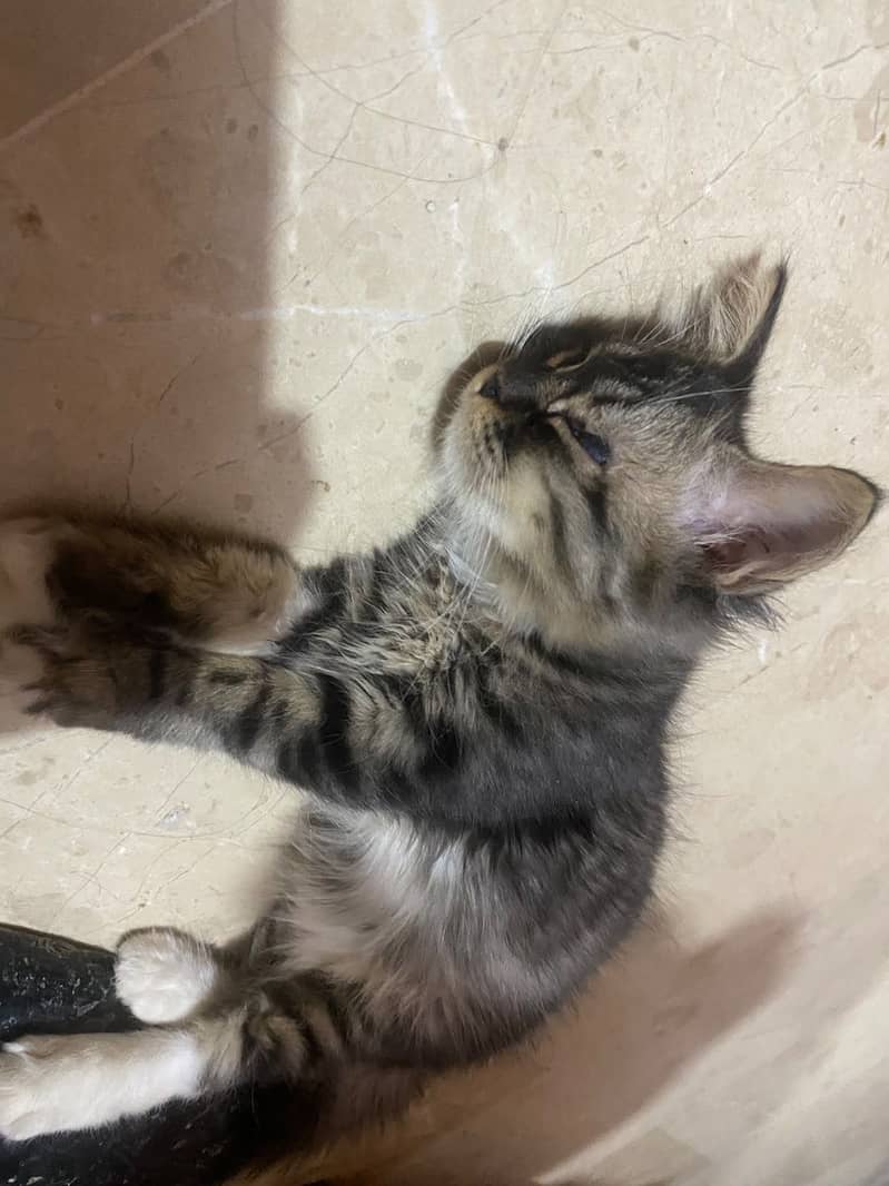 Persian 1