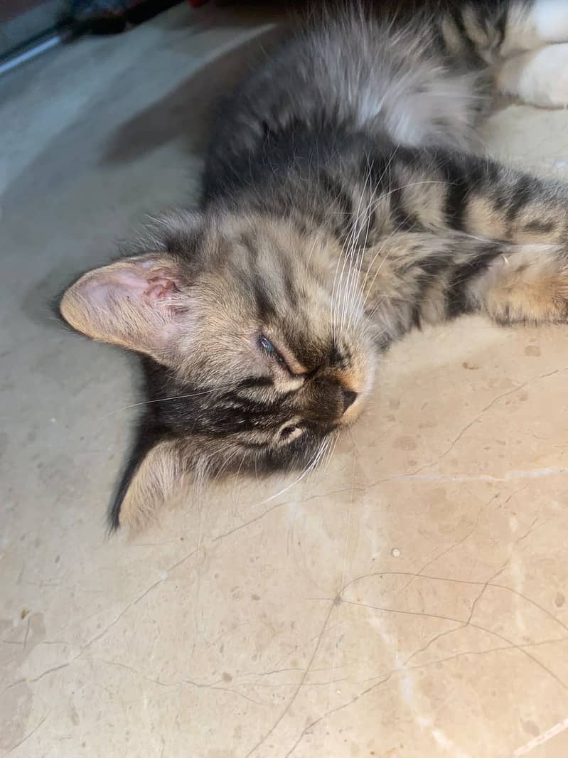 Persian 3