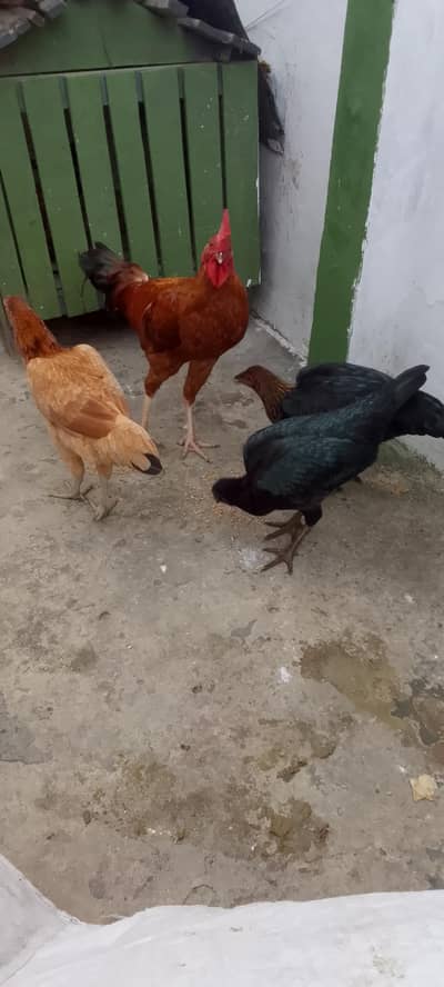 4 Murgi 1 murga for sale