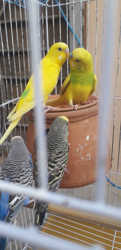 2 breeder autralian parrots pairs