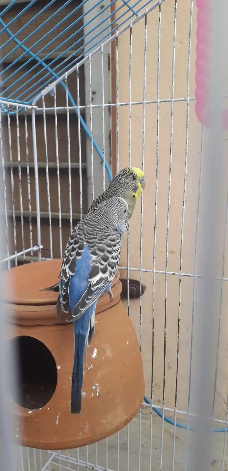 2 breeder autralian parrots pairs — photo 2