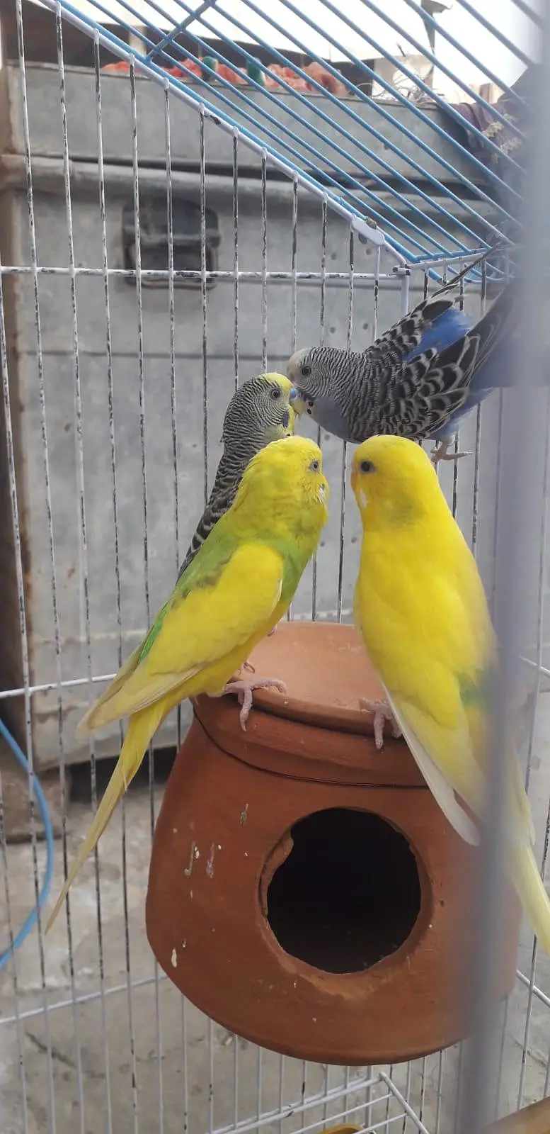 2 breeder autralian parrots pairs — photo 5