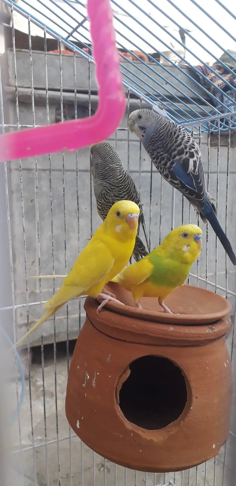 2 breeder autralian parrots pairs — photo 8