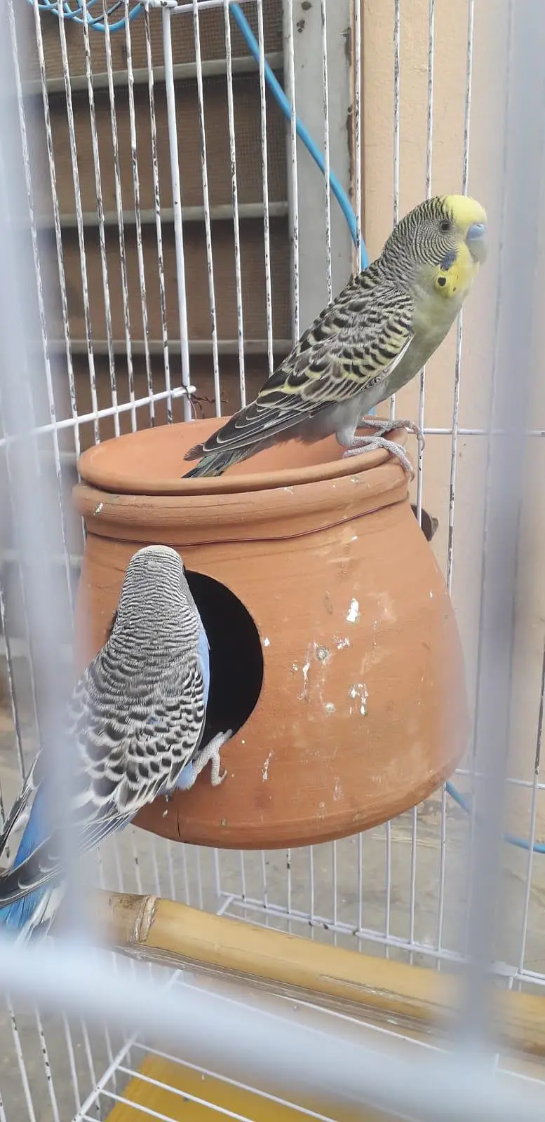 2 breeder autralian parrots pairs — photo 10