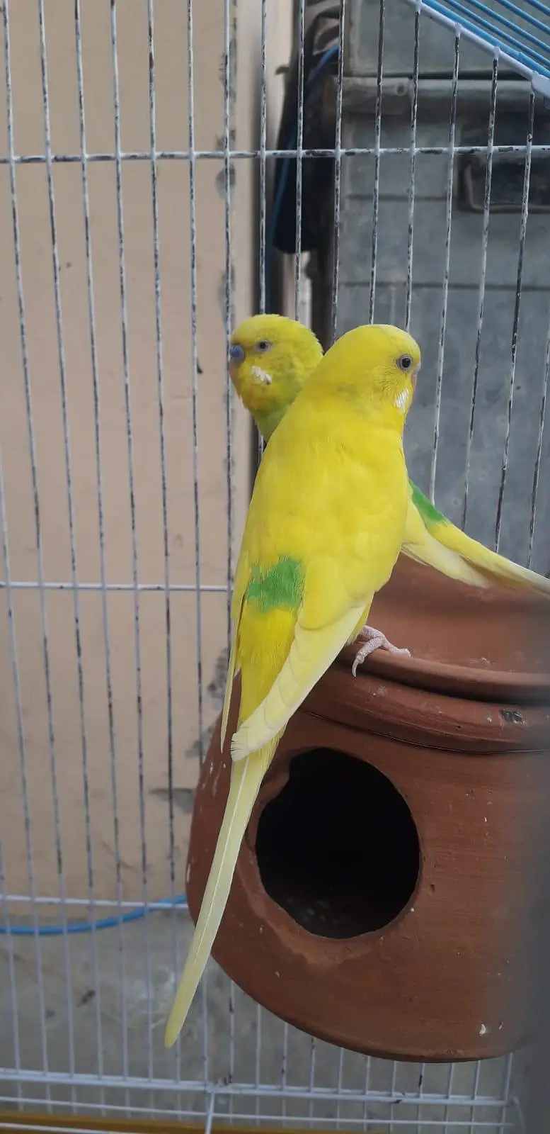 2 breeder autralian parrots pairs — photo 11