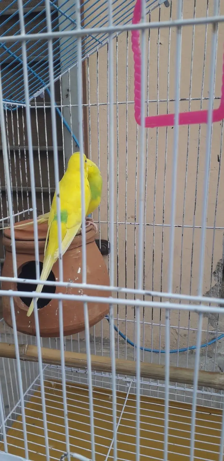 2 breeder autralian parrots pairs — photo 12