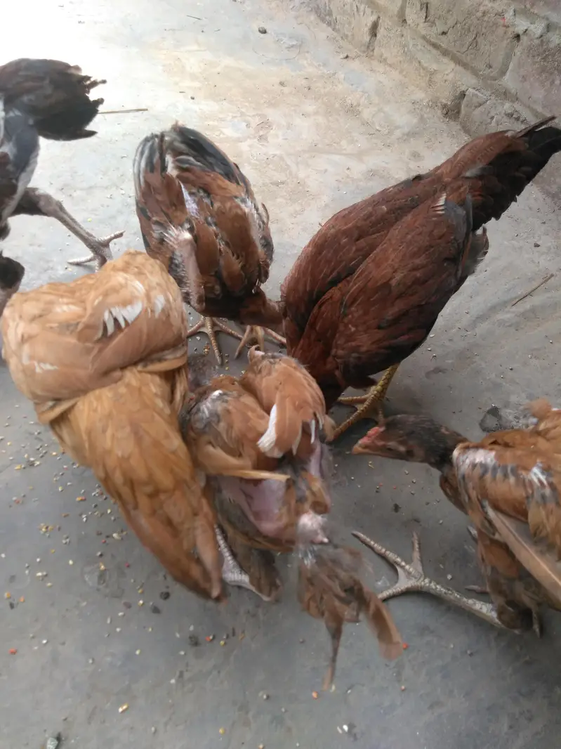 halthi — photo 2