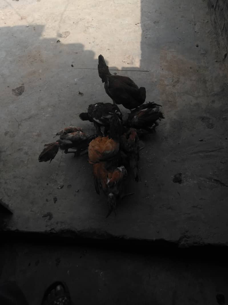 halthi 2