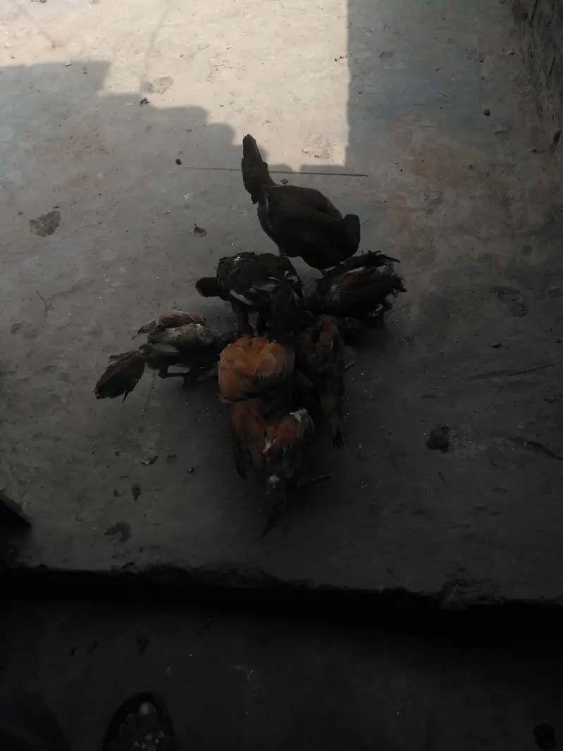 halthi — photo 3