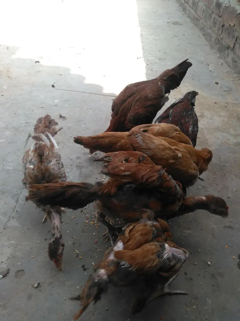 halthi — photo 4