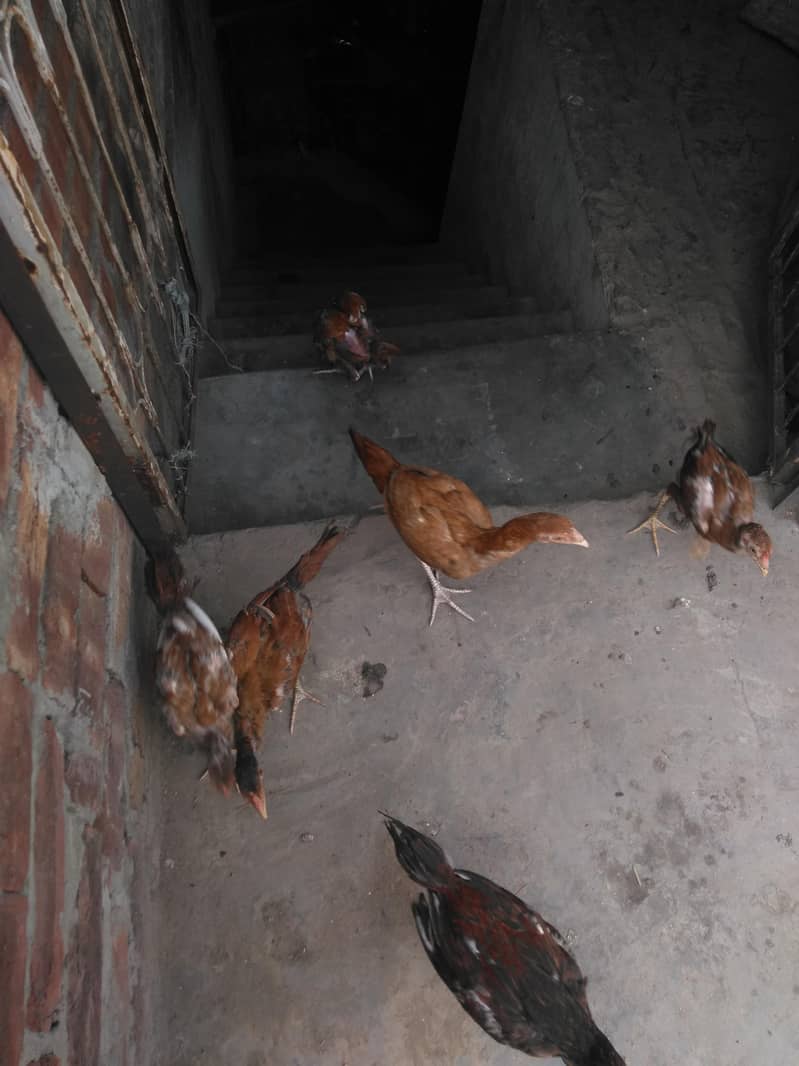 halthi 4
