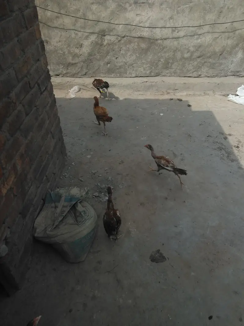 halthi — photo 6
