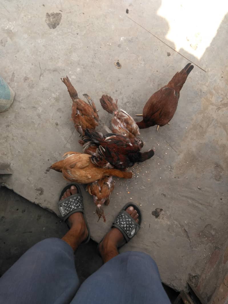 halthi 7